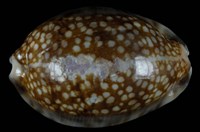 藏品(胎記寶螺)的圖片